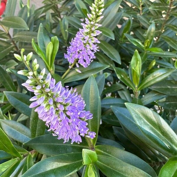 Hebe salicifolia Flower