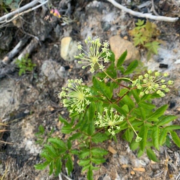 Aralia hispida Květ