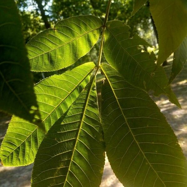 Carya glabra Folha