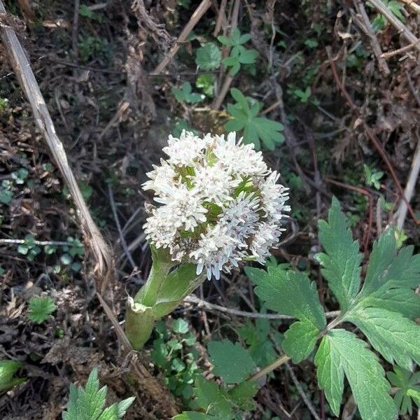 Petasites frigidus ফুল