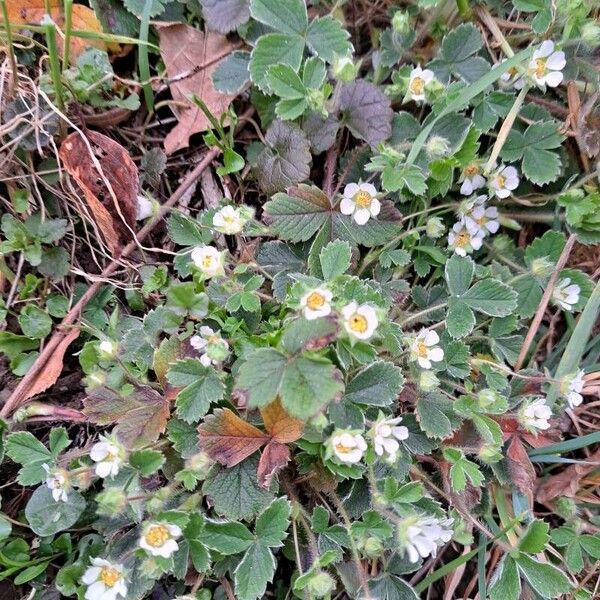 Potentilla sterilis Blüte