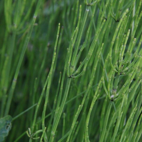 Equisetum palustre List