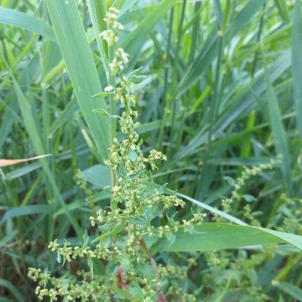 Rumex conglomeratus Flower