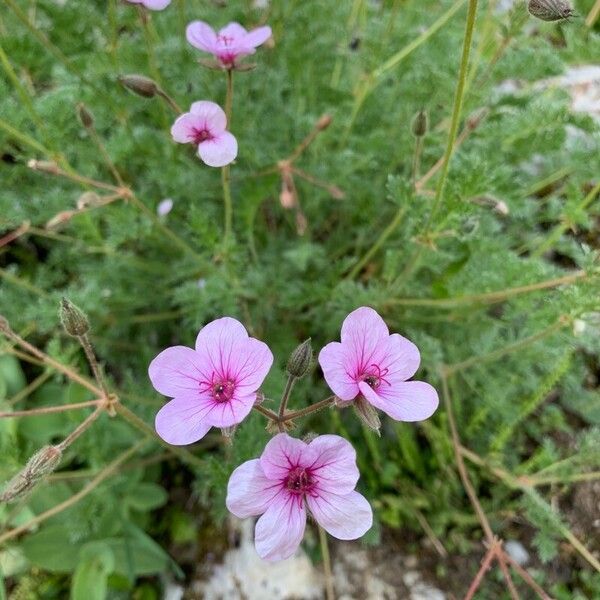 Erodium glandulosum Žiedas