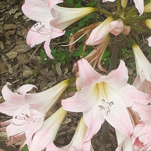 Amaryllis belladonna Květ