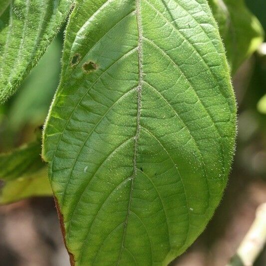 Aphelandra sinclairiana Lehti