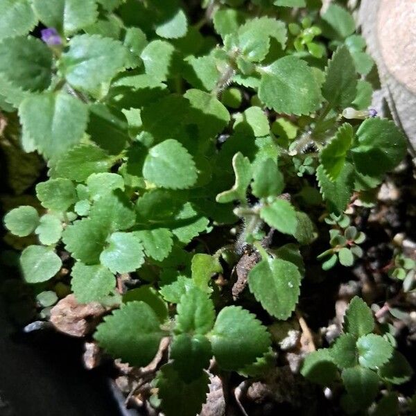 Stemodia verticillata Leaf