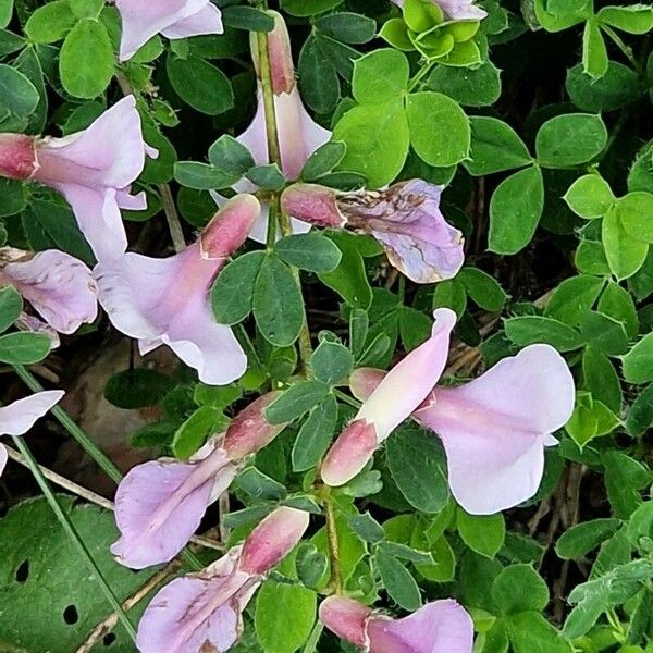 Chamaecytisus purpureus Květ