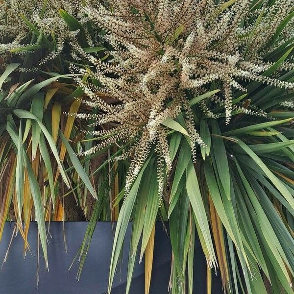 Cordyline australis Blomma