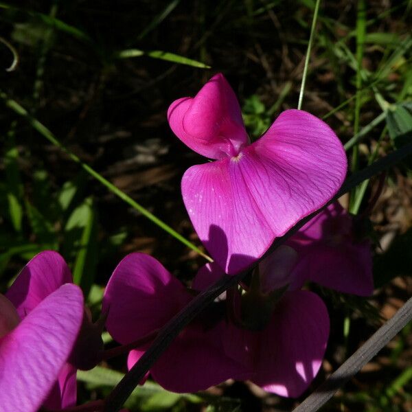 Lathyrus latifolius Blomma