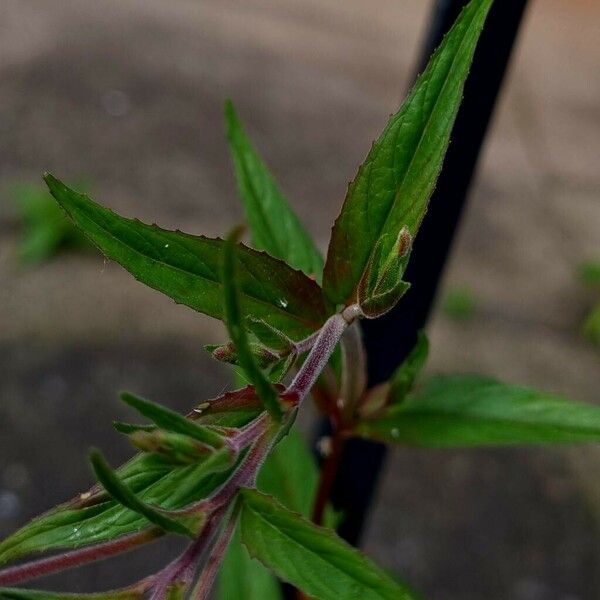 Epilobium ciliatum Frunză