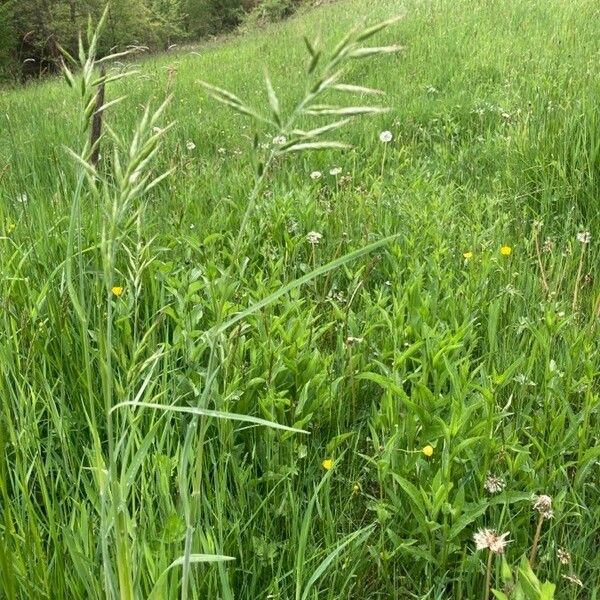 Bromus hordeaceus برگ