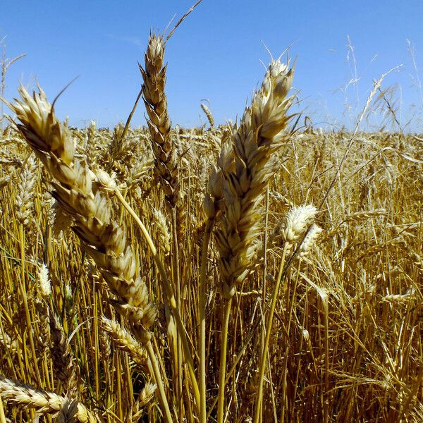 Triticum aestivum Ovoce