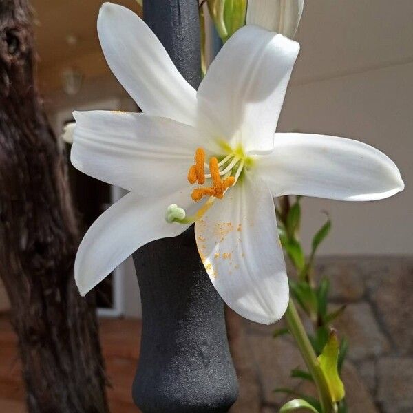 Lilium candidum Žiedas