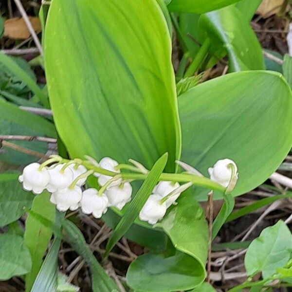 Convallaria majalis 葉