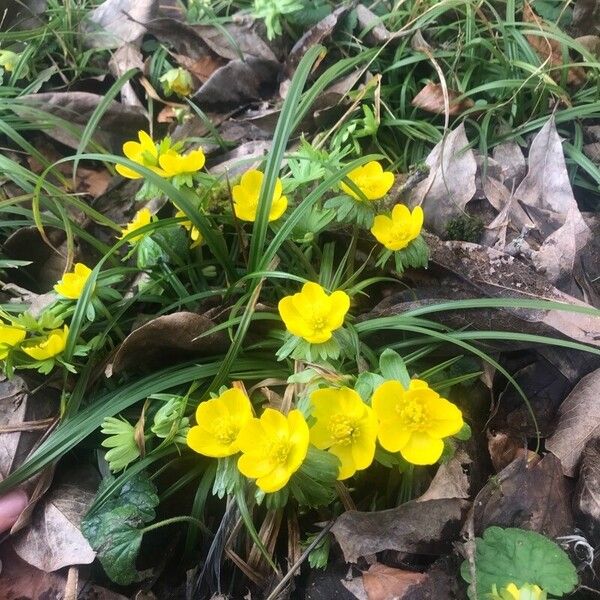 Eranthis hyemalis Flower