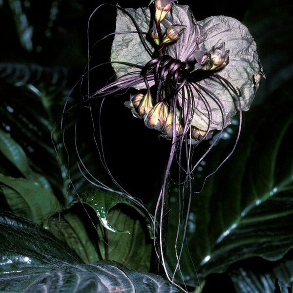 Tacca integrifolia Flower