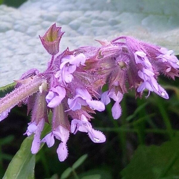 Salvia verticillata Kvet