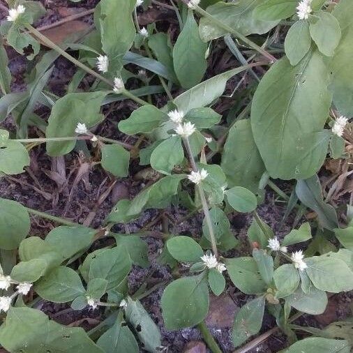 Alternanthera sessilis Feuille