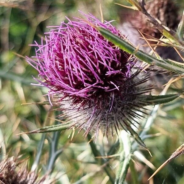 Cirsium eriophorum Fiore