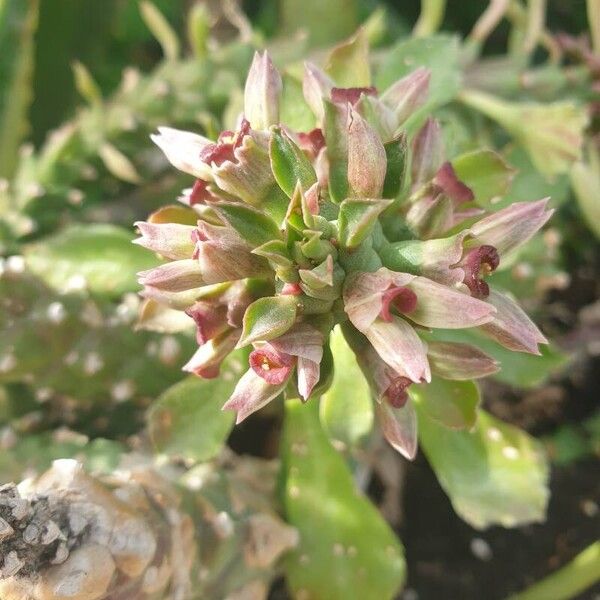 Euphorbia guentheri Flor