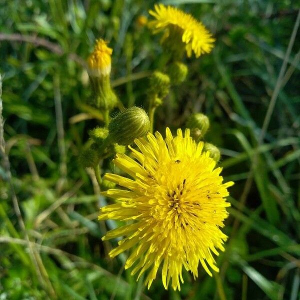 Sonchus arvensis Floare