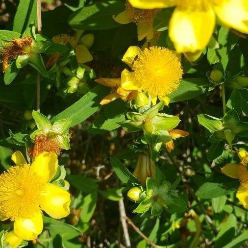 Hypericum prolificum 花