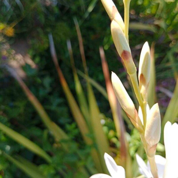 Watsonia borbonica ফুল