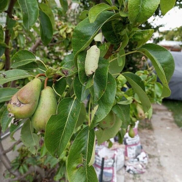 Pyrus communis Gyümölcs