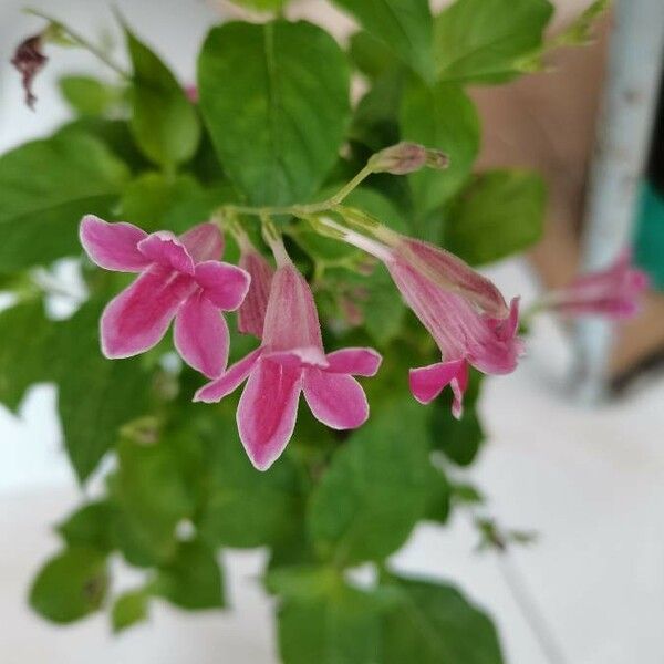 Barleria cristata Vrucht