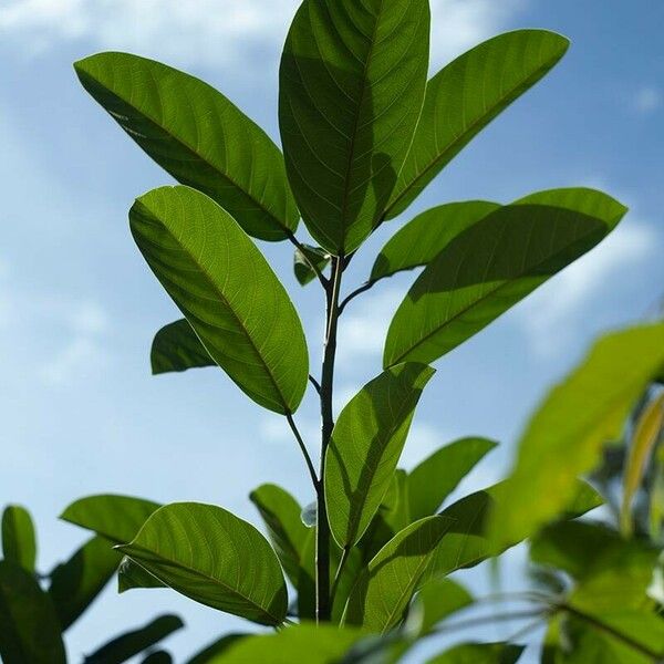 Ficus callosa Leaf