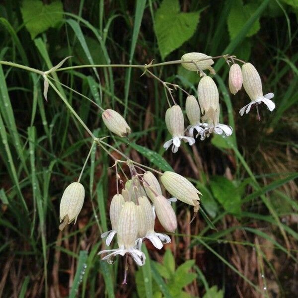 Silene vulgaris Flor