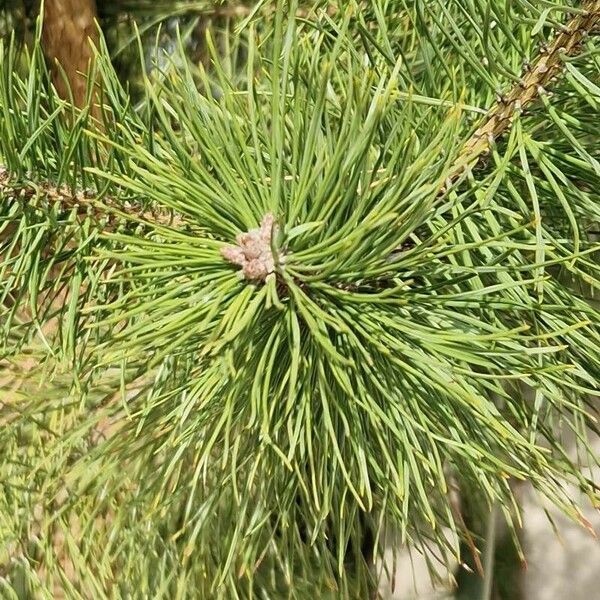 Pinus nigra Levél