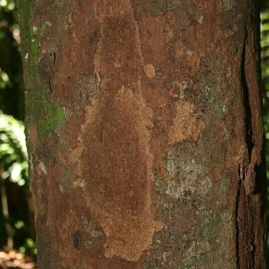 Ecclinusa guianensis Kora