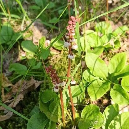 Pyrola minor ᱵᱟᱦᱟ