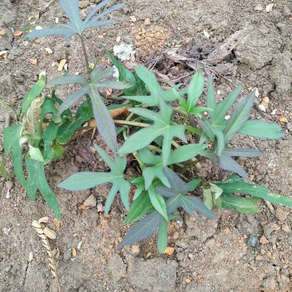 Ipomoea batatas Folha