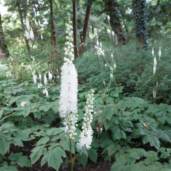 Actaea spicata ফুল