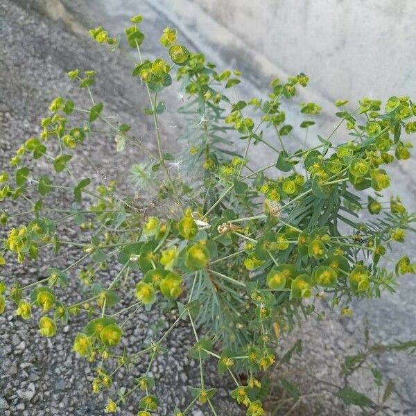 Euphorbia segetalis Flower