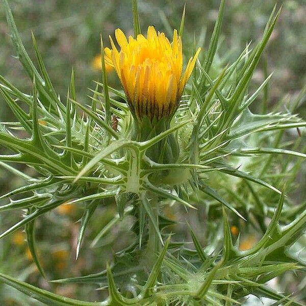 Scolymus maculatus Цветок