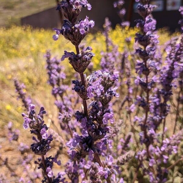 Nepeta nuda Цвят