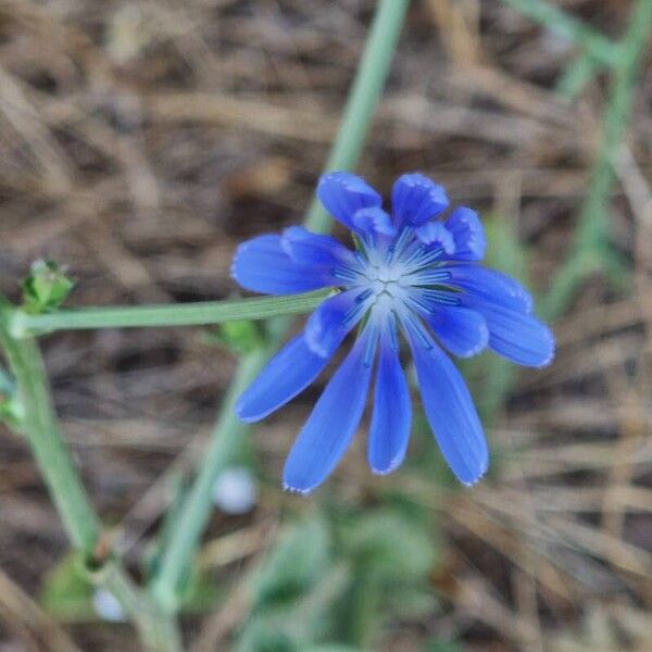 Cichorium intybus Květ