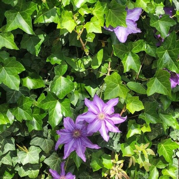 Clematis spp. Цветок