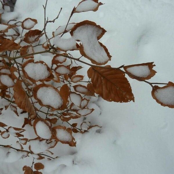 Fagus sylvatica ഇല