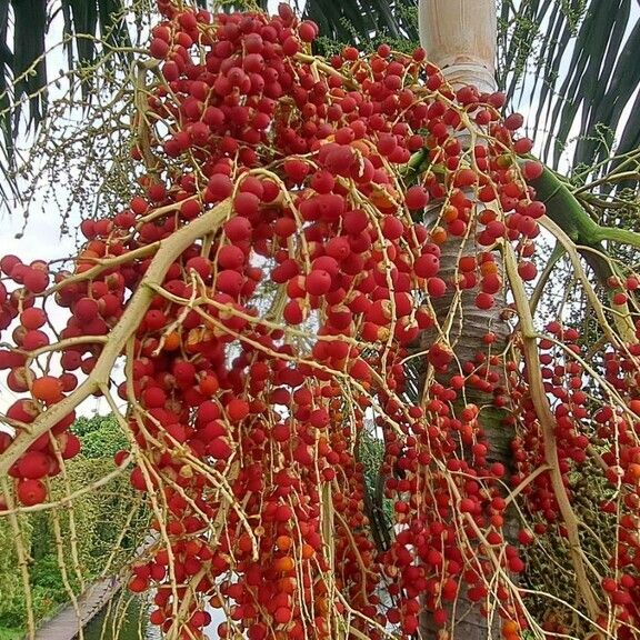 Adonidia merrillii Fruit