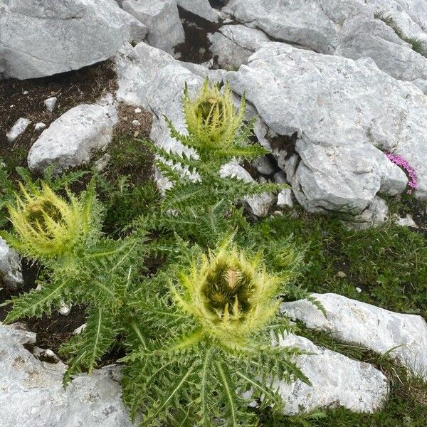 Cirsium spinosissimum Frunză