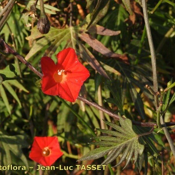 Ipomoea coccinea Інше