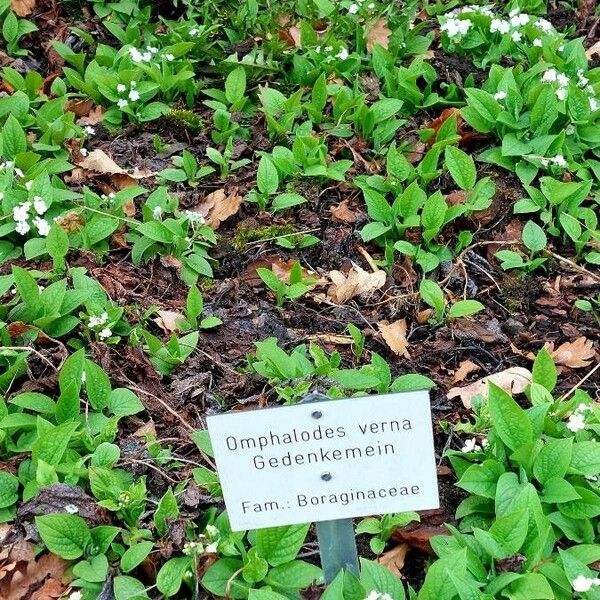 Omphalodes verna Habit