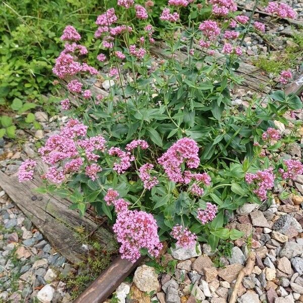 Valeriana lecoqii Blomst