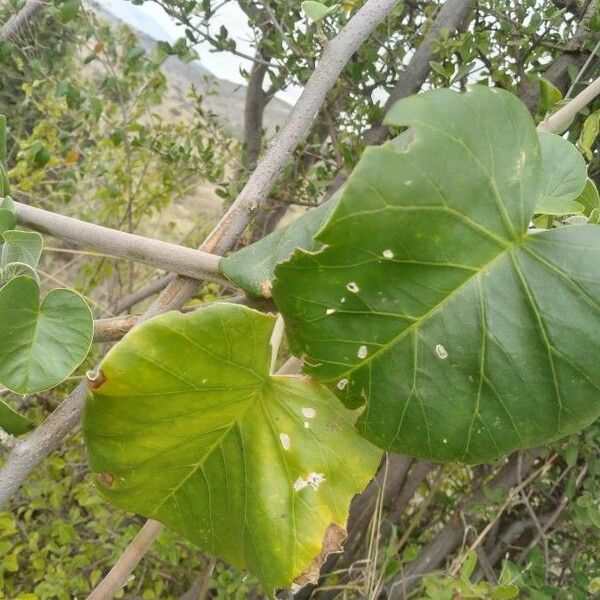 Ipomoea spathulata Leaf