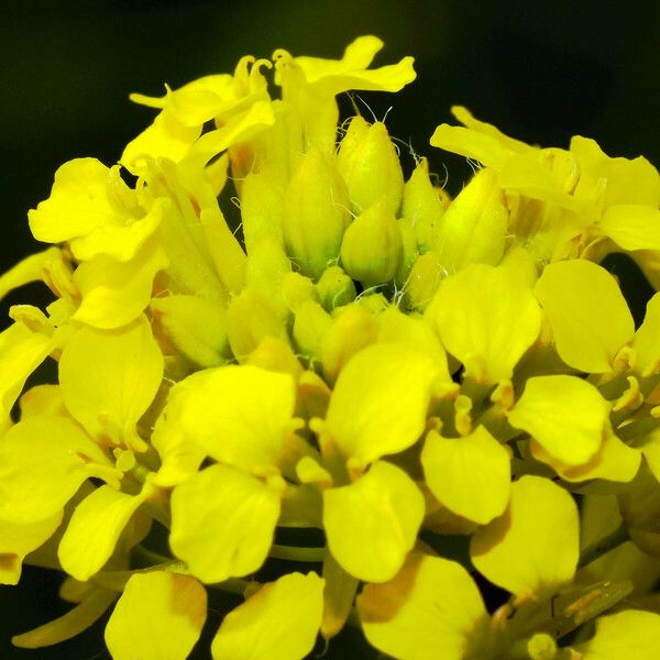 Sisymbrium loeselii Flower